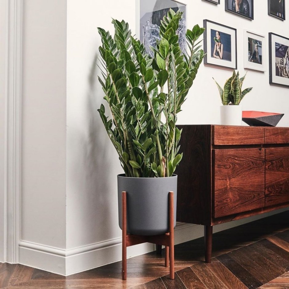 Замиокулькас d14