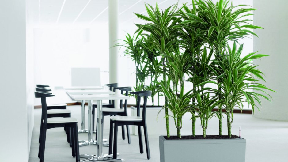 Юкка Драцена Пальма