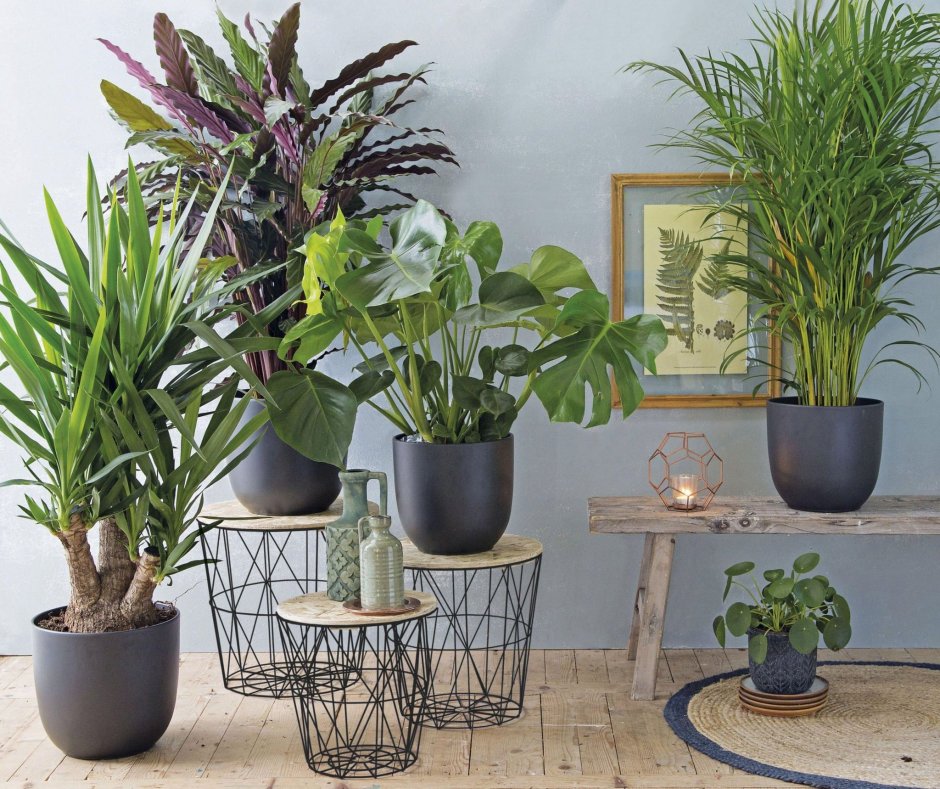 Тенелюбивые комнатные растения для кухни