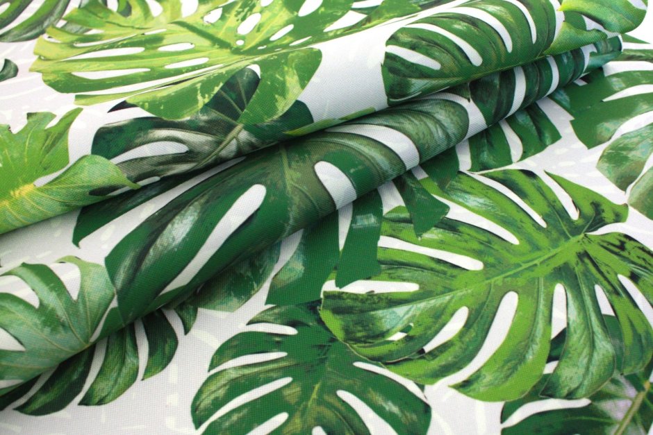 Монстера Лиана