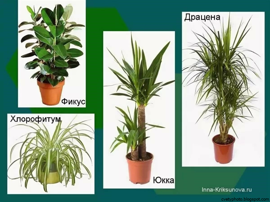 Комнатные растения нецветущие зеленые