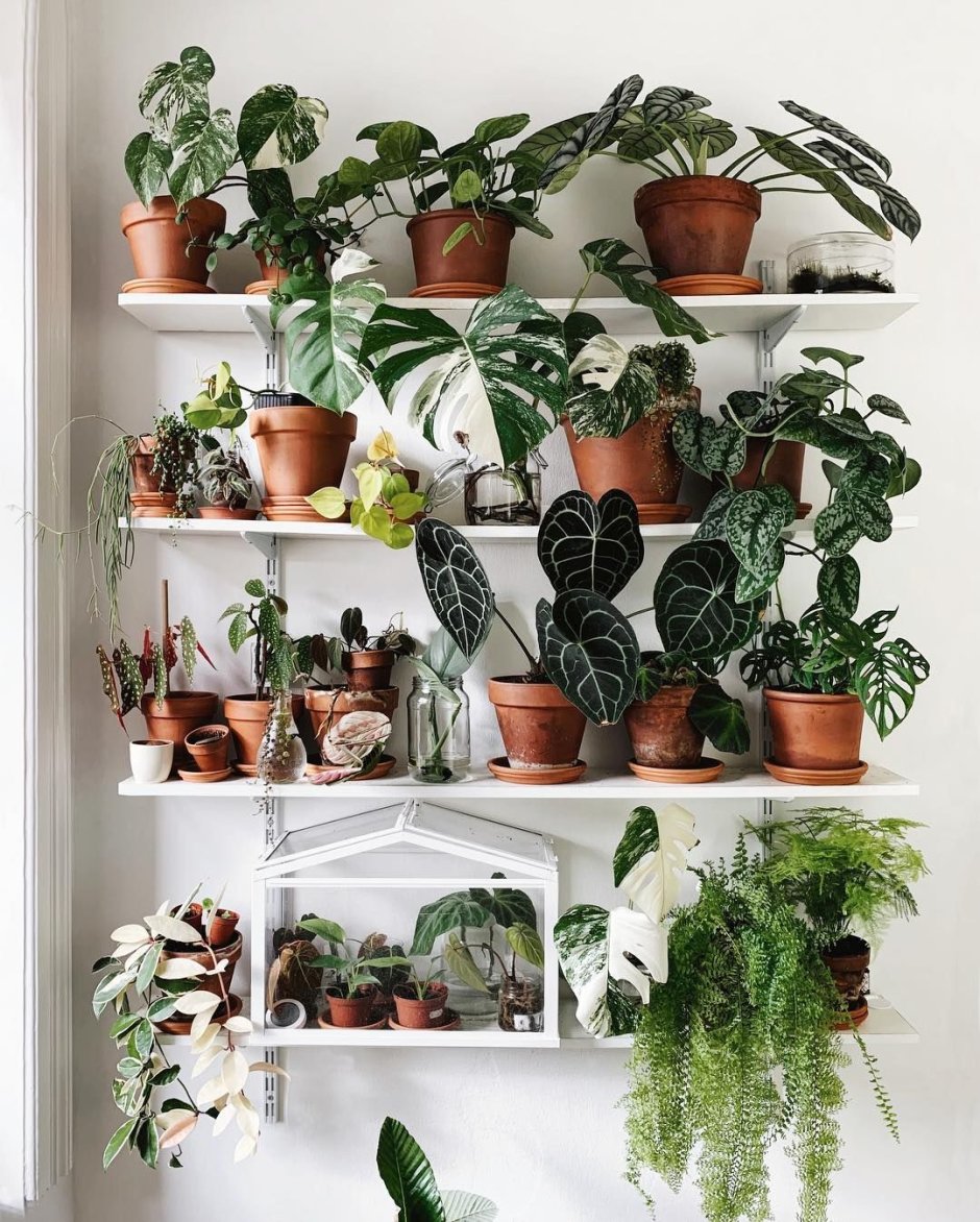 Популярные комнатные цветы