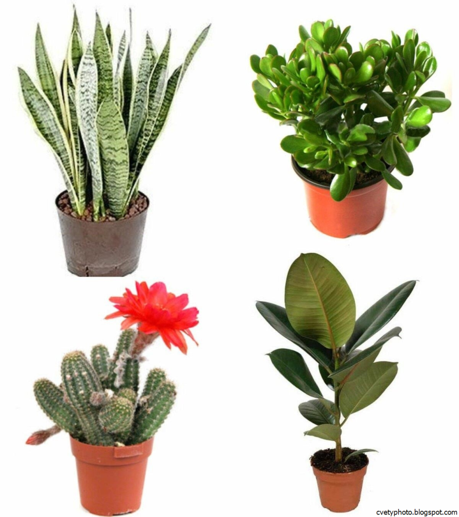 Очищение воздуха растениями