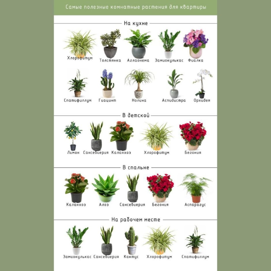 Стикеры растения в горшках