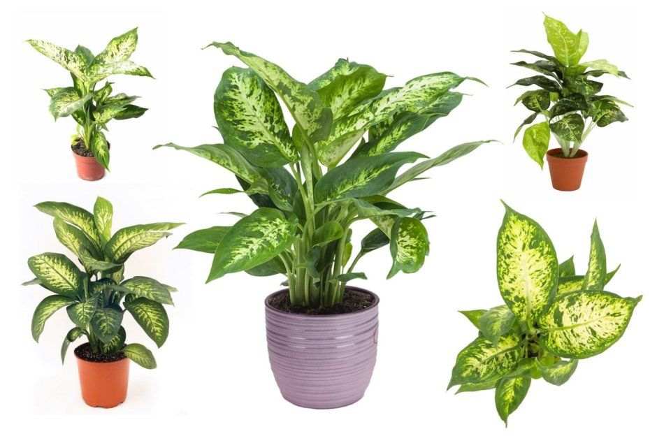 Горшечная группа растений