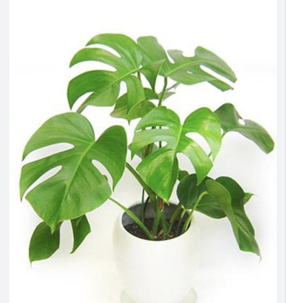 Самые популярные комнатные растения 2021