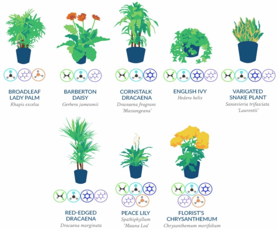Комнатные растения обои