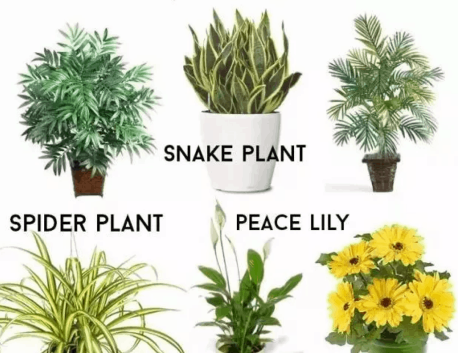 Неприхотливые комнатные цветы