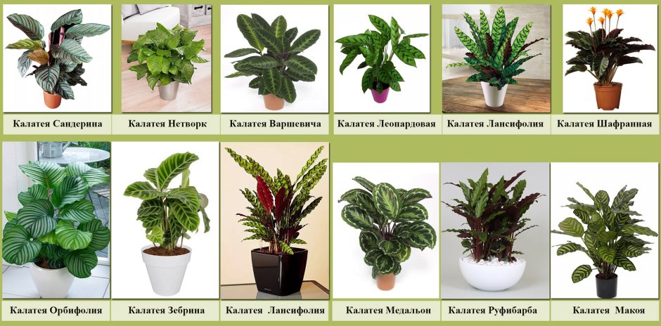 Азалия и монстера