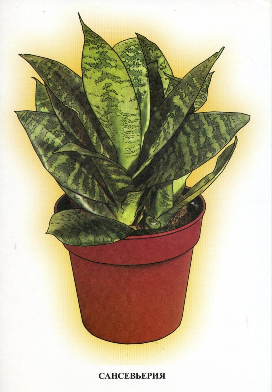 Комнатные цветы