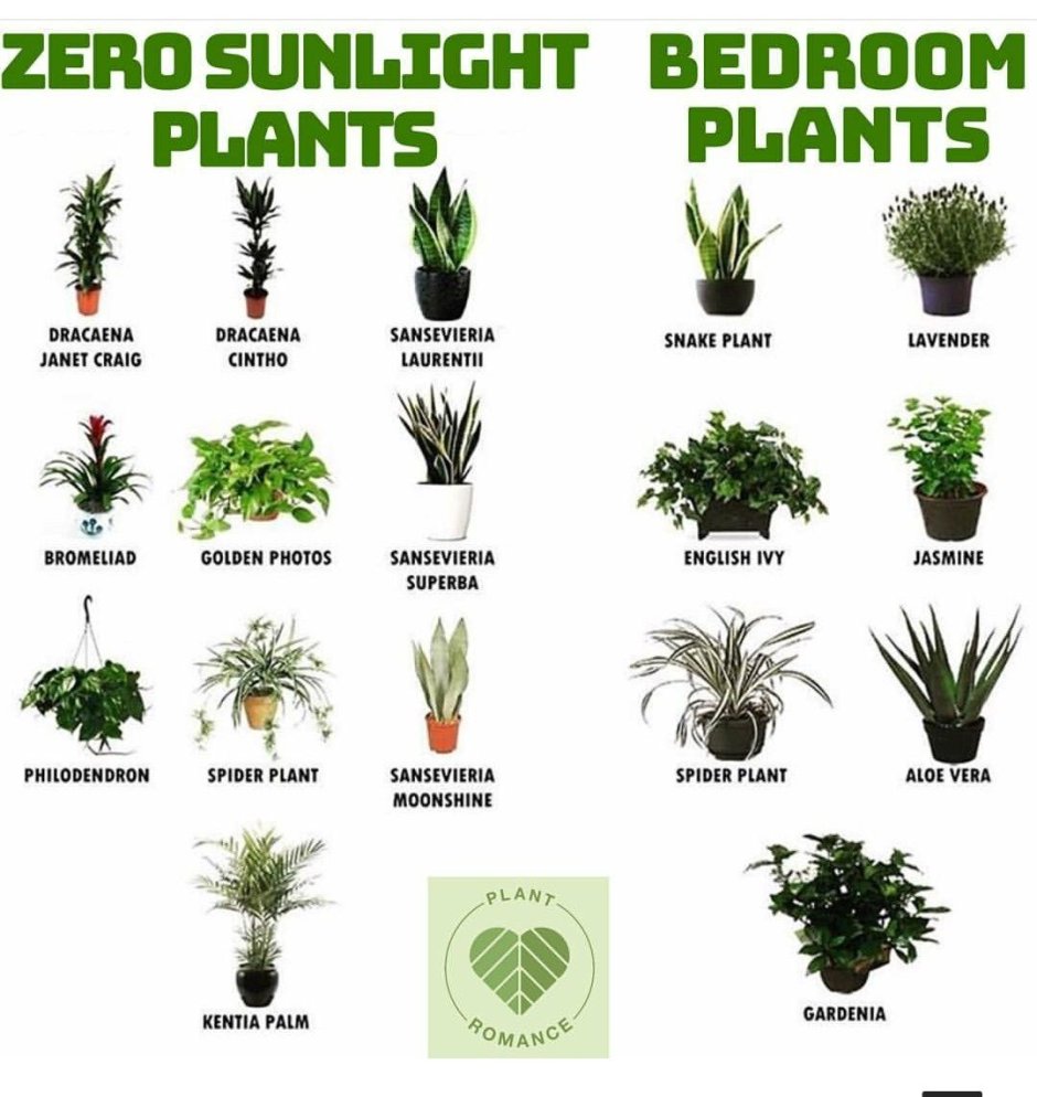 Комнатеые цвета с названтями