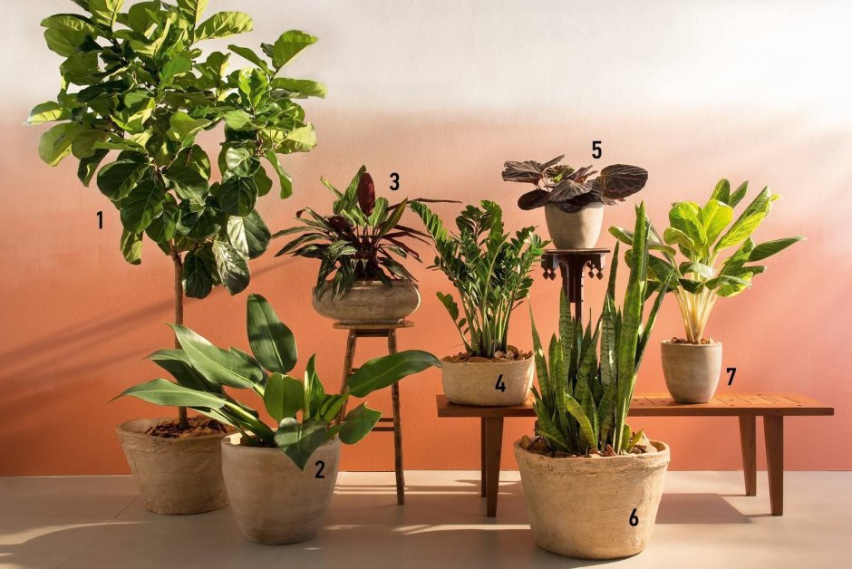 Спатифиллум Альба