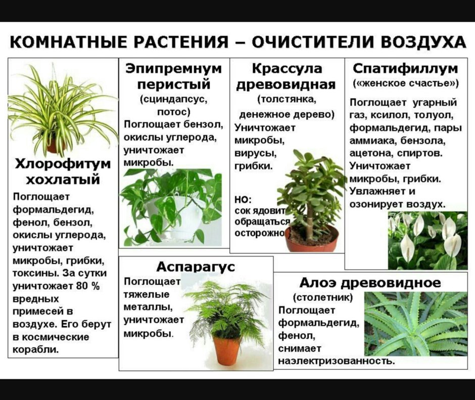 Самые востребованные комнатные растения