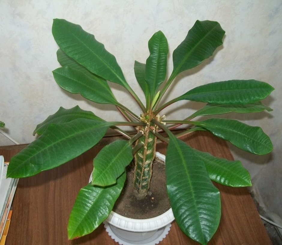 Хлорофитум хохлатый паспорт растения