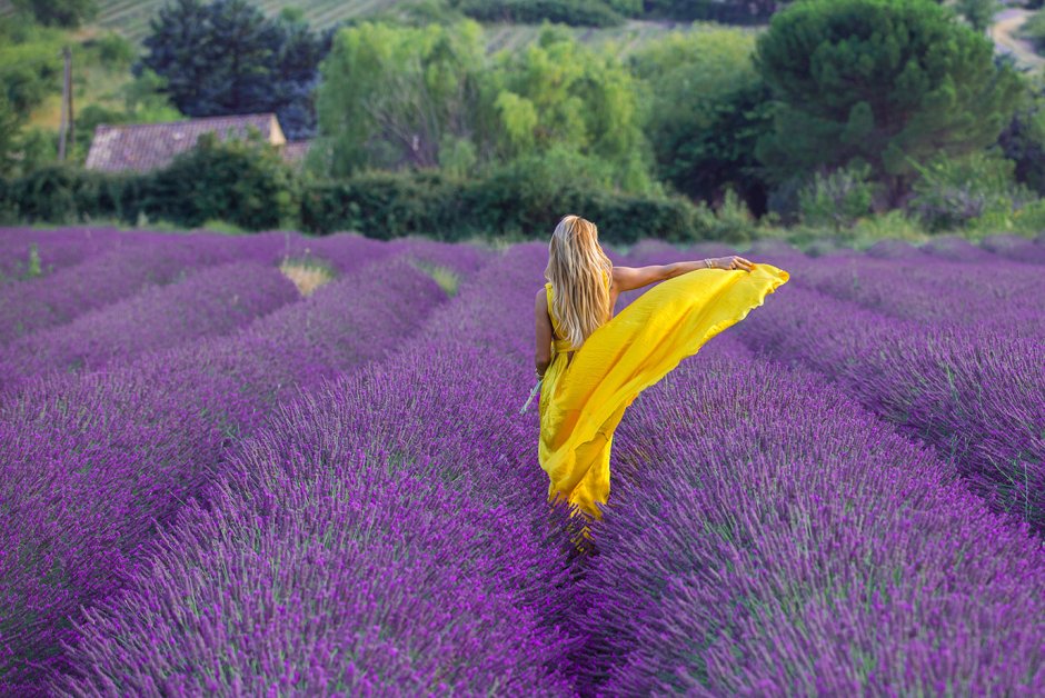 Лавандовое поле. Прованс