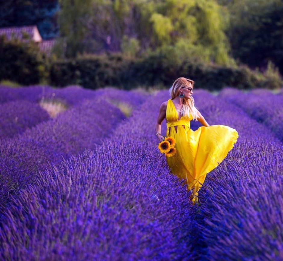 Булавина Лаванда