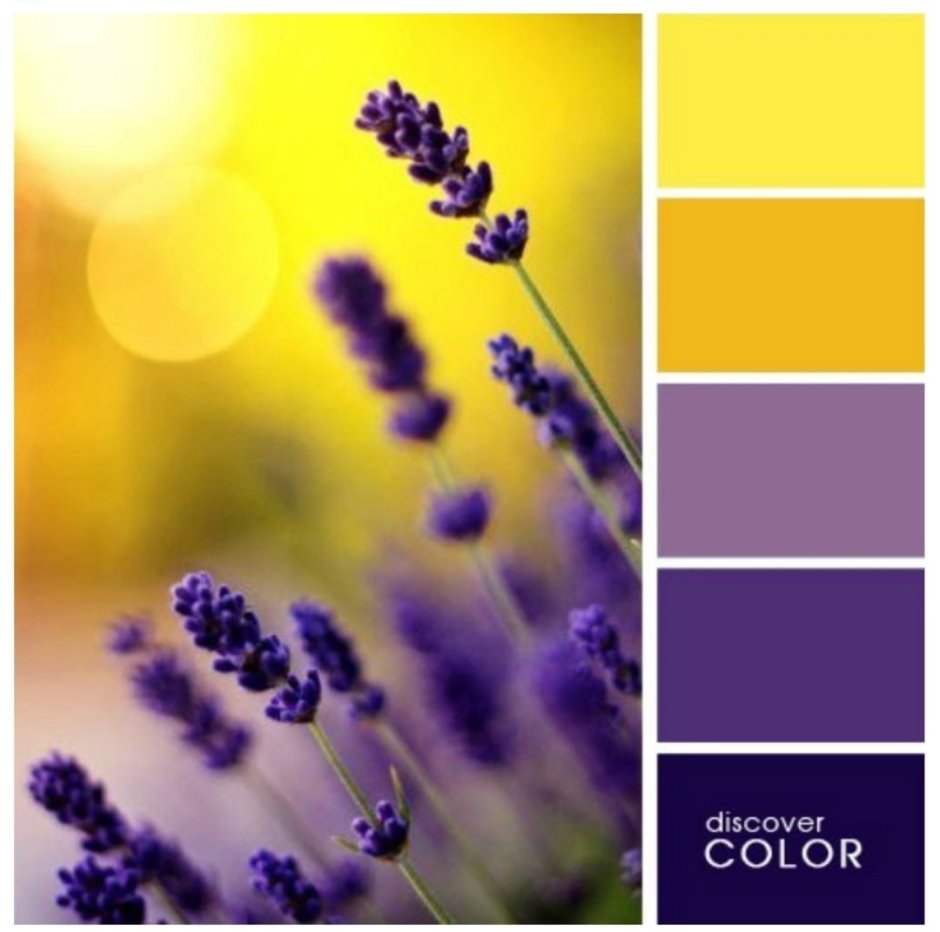 Желтые цветы на фиолетовом фоне