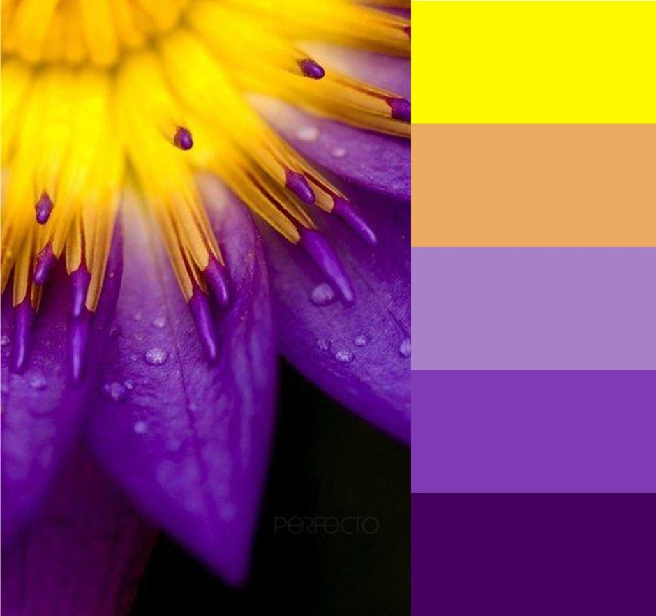 Фиолетовый и желтый