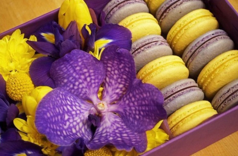 Susann Lavendel модель