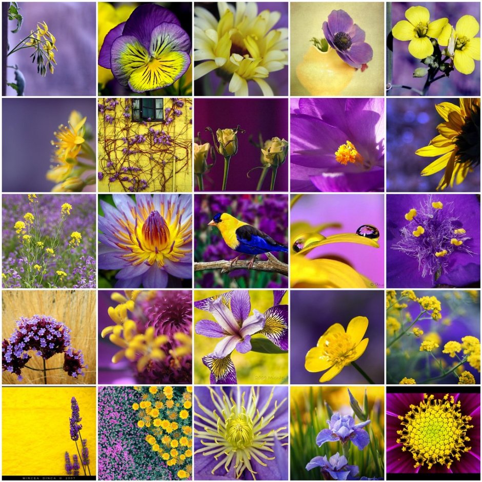 Девушка в лавандовых полях в Провансе