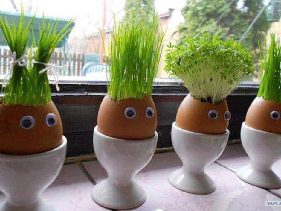Огород на подоконнике в детском саду