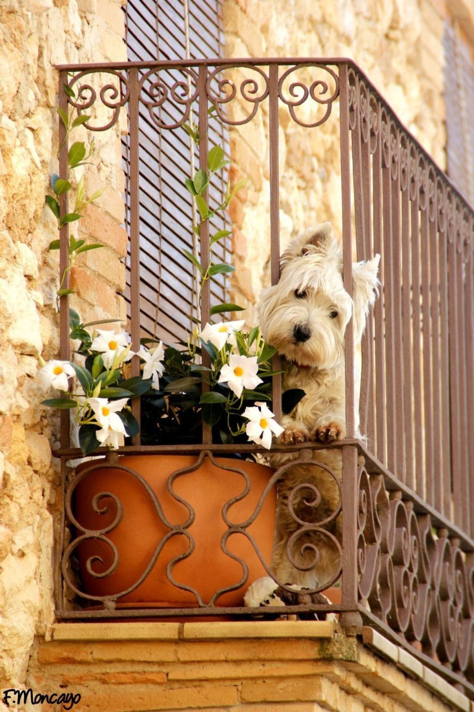 Балкон для собаки