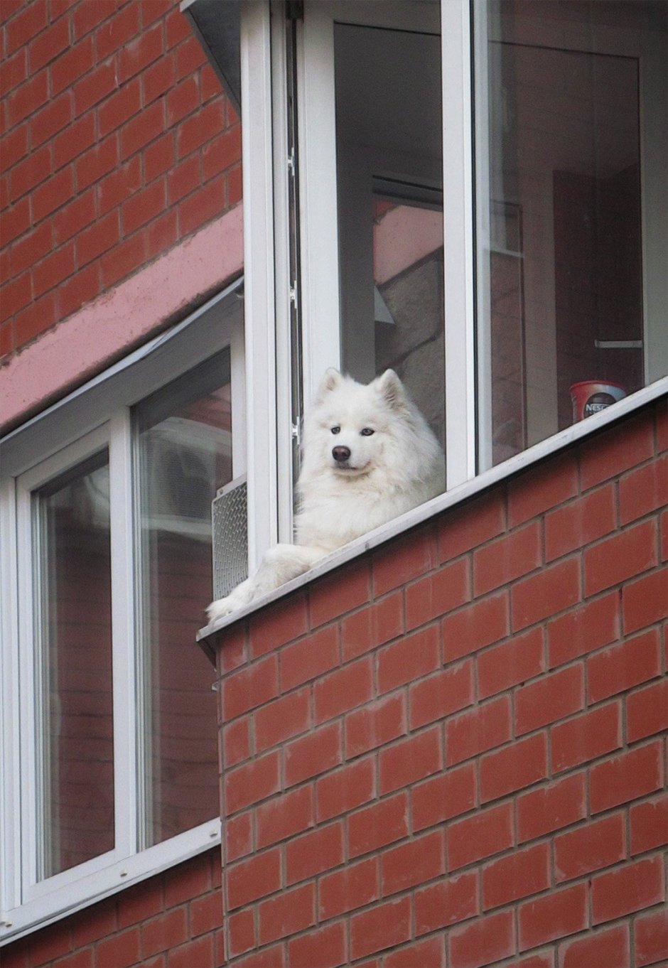 Балкон для собаки