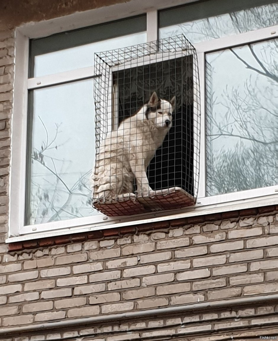 Балкон для животных