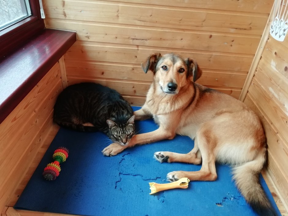 Собака на балконе зимой