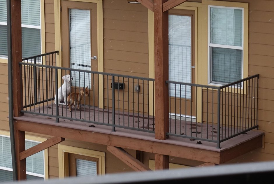 Балконные собаки