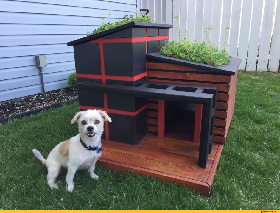 Оригинальные собачьи будки