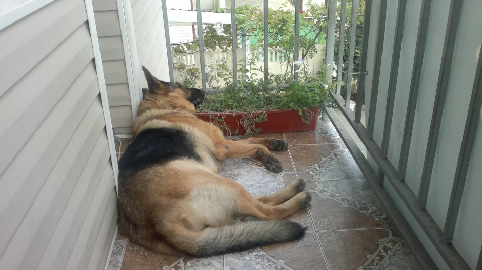 Пес на балконе