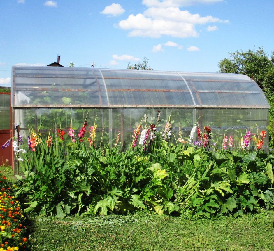 Цветник у теплицы