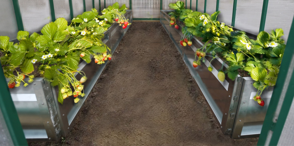 Теплица Киновская Фазенда