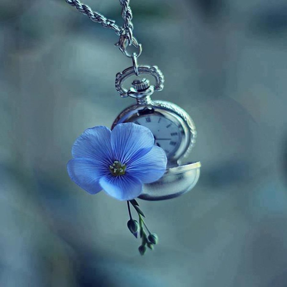 Серо синие цветы