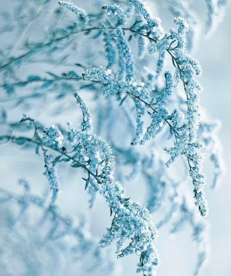 Голубые книги Эстетика