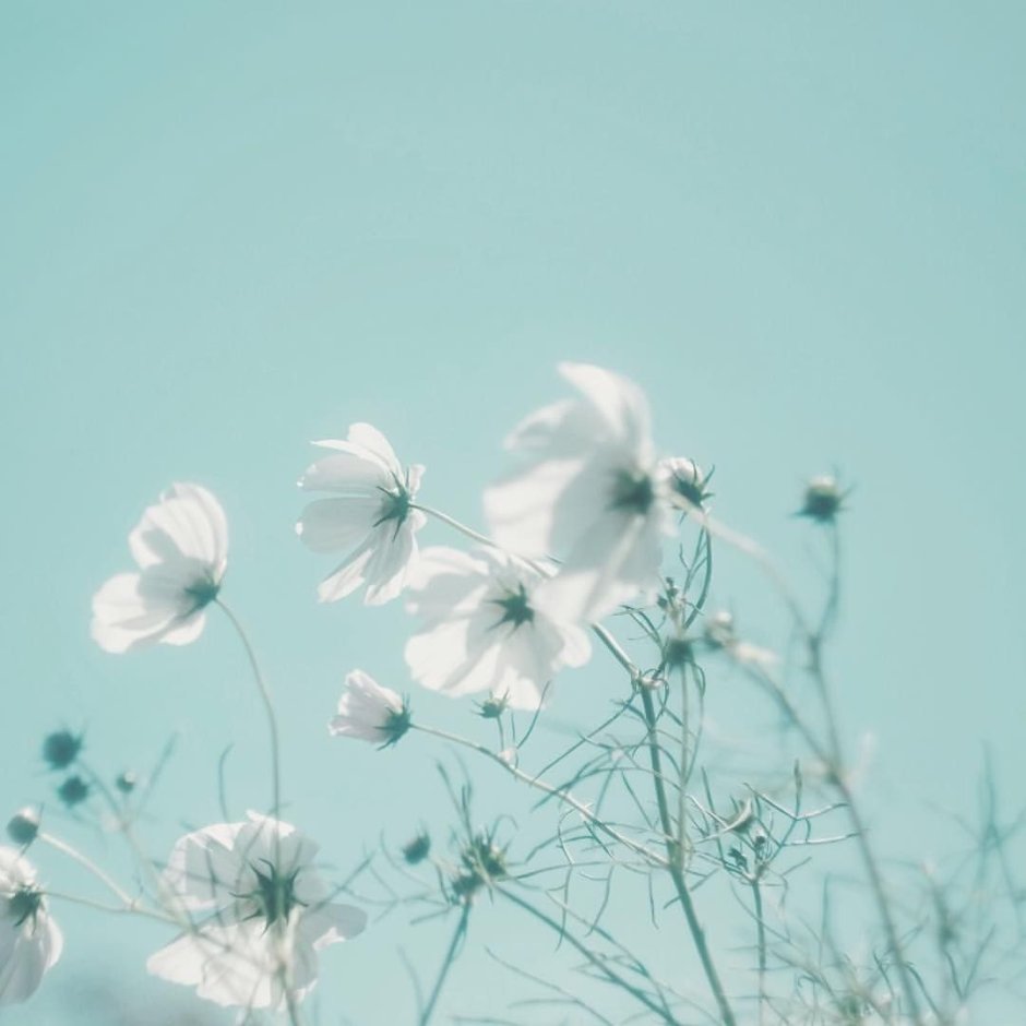 Голубые цветы зимой