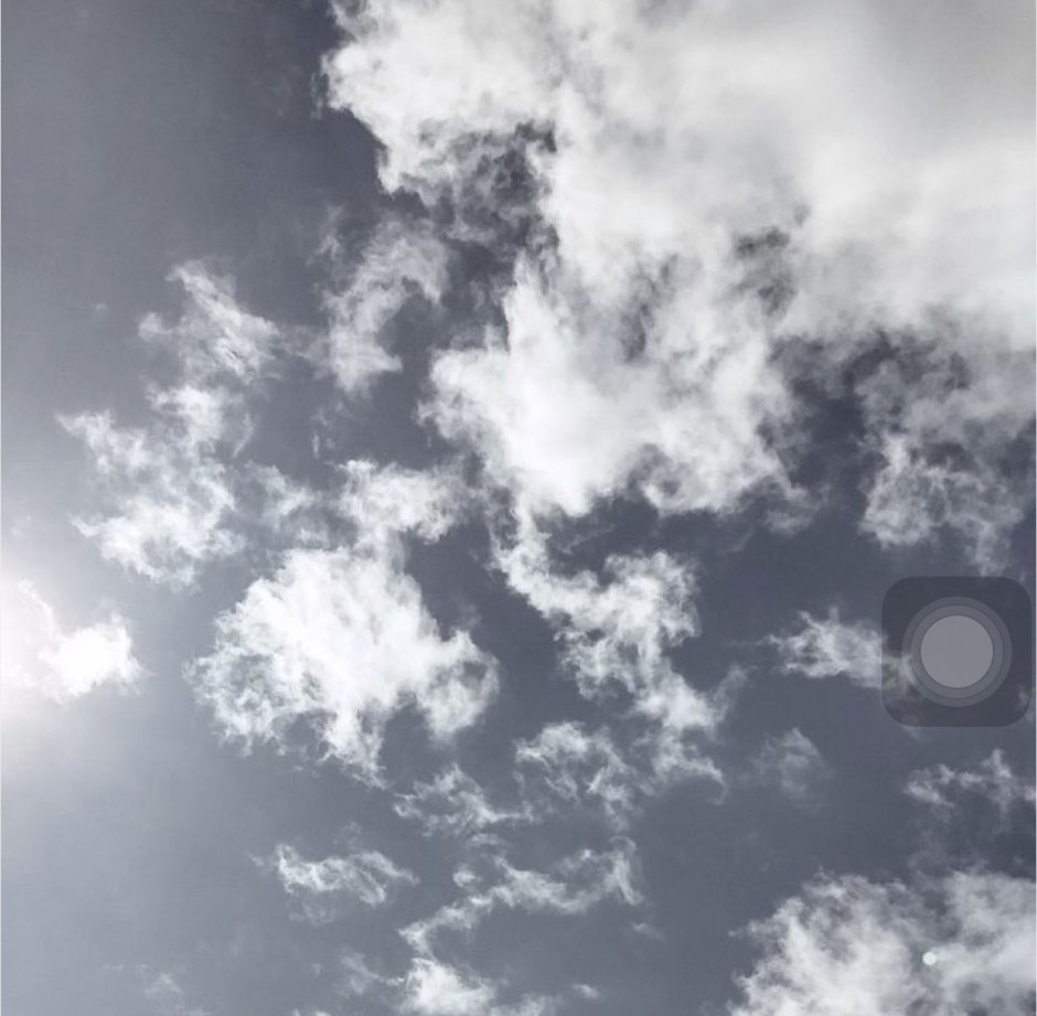 Черника и голубика