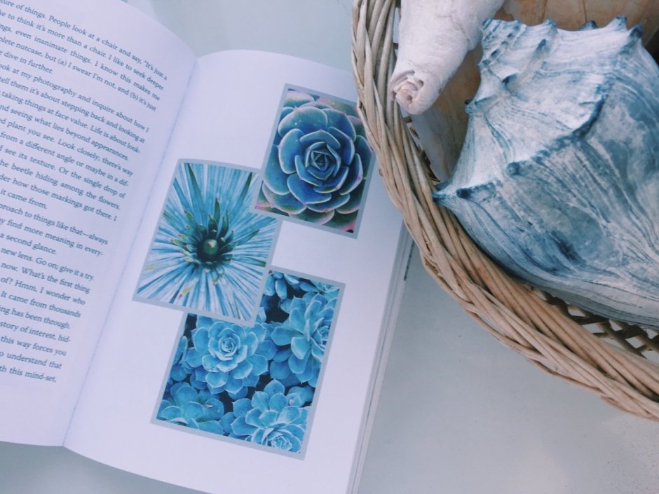 Счетлогошубая Эстетика