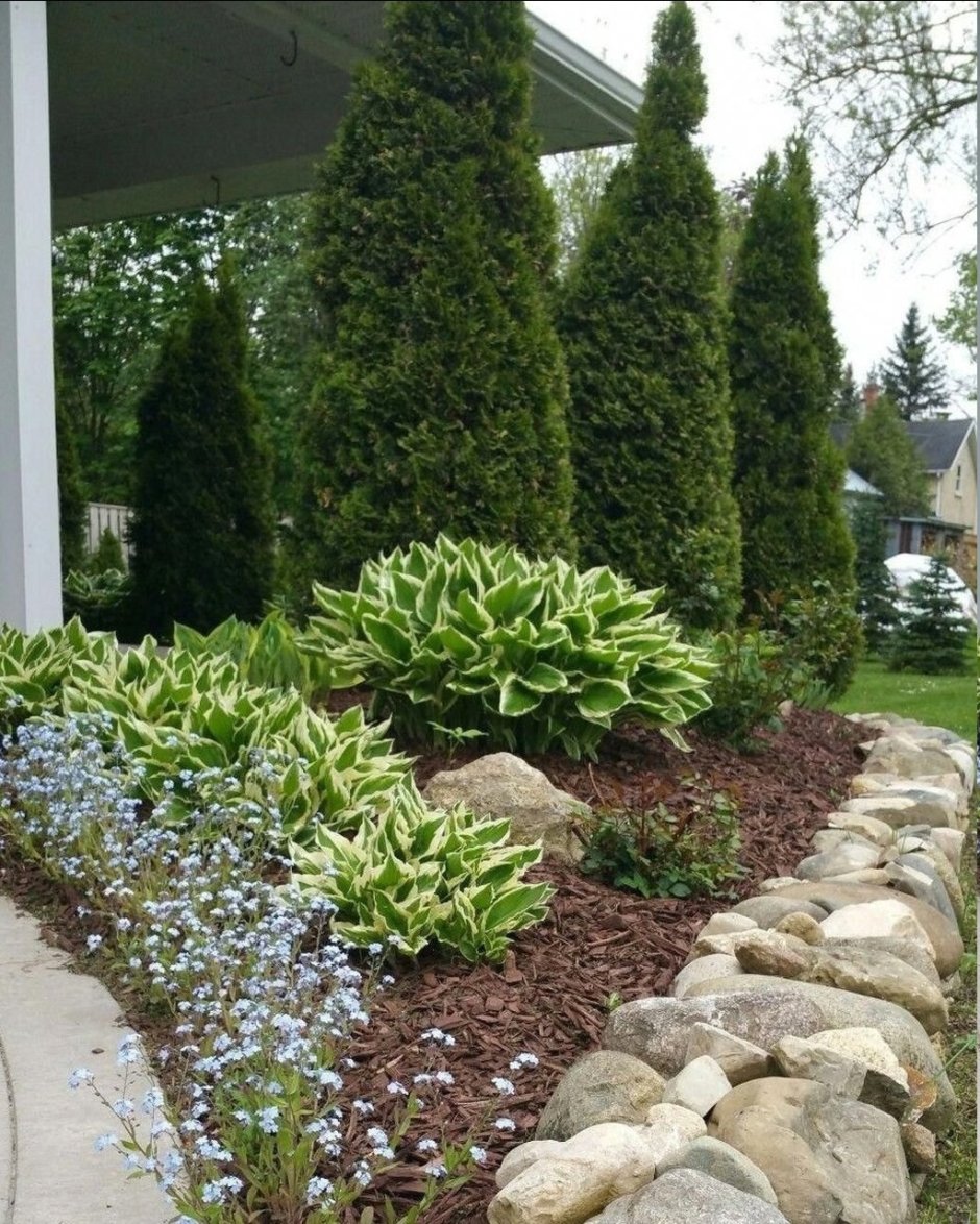 Клумба с туей и хостой