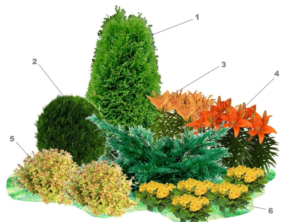 Туя Западная Green Egg (Грин ЭГГ)