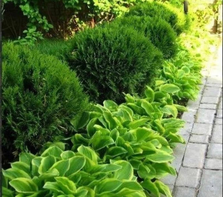 Хоста низкорослая бордюрная