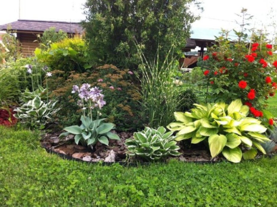 Роза с хостой на клумбе