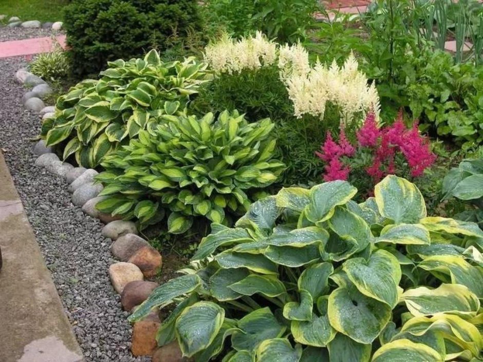 Гортензия астильба Хоста