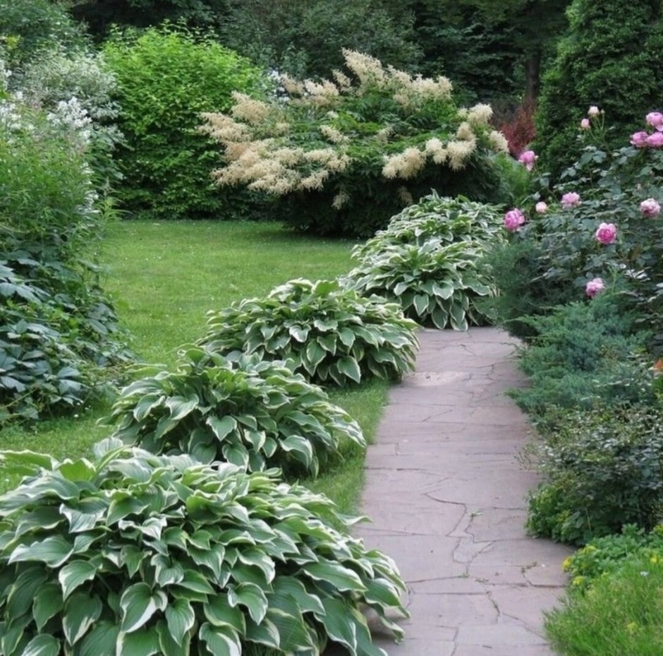 Туя и Хоста