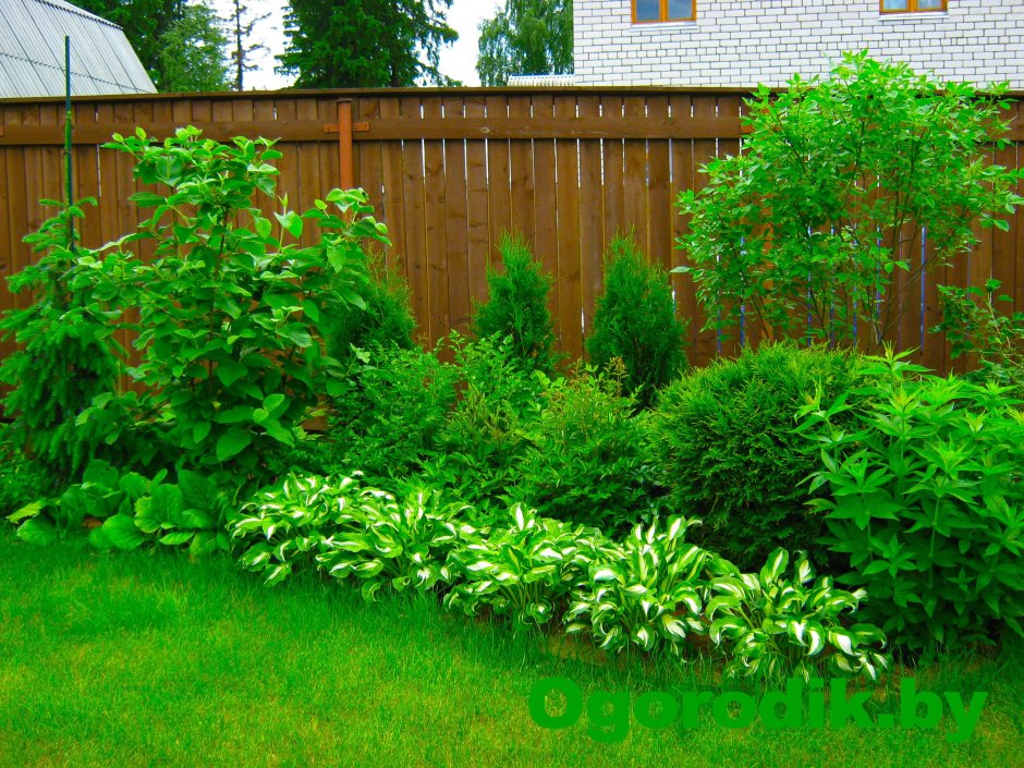 Пузыреплодник дерен туя шаровидная