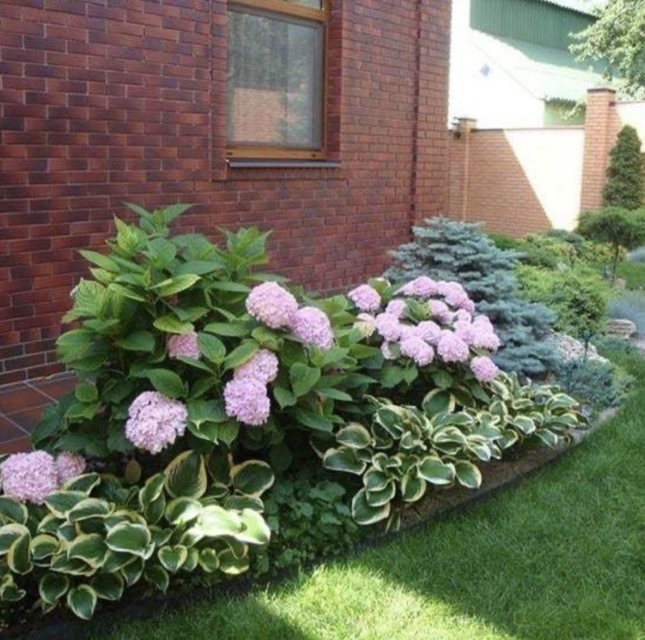 Гортензия крупнолистная в миксбордере