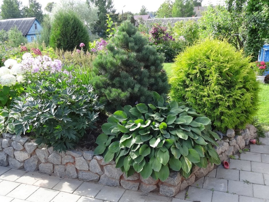 Гортензия,Хоста, туя Даника