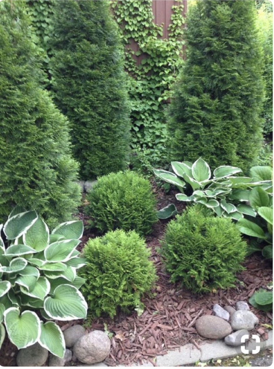 Туя Даника и Хоста