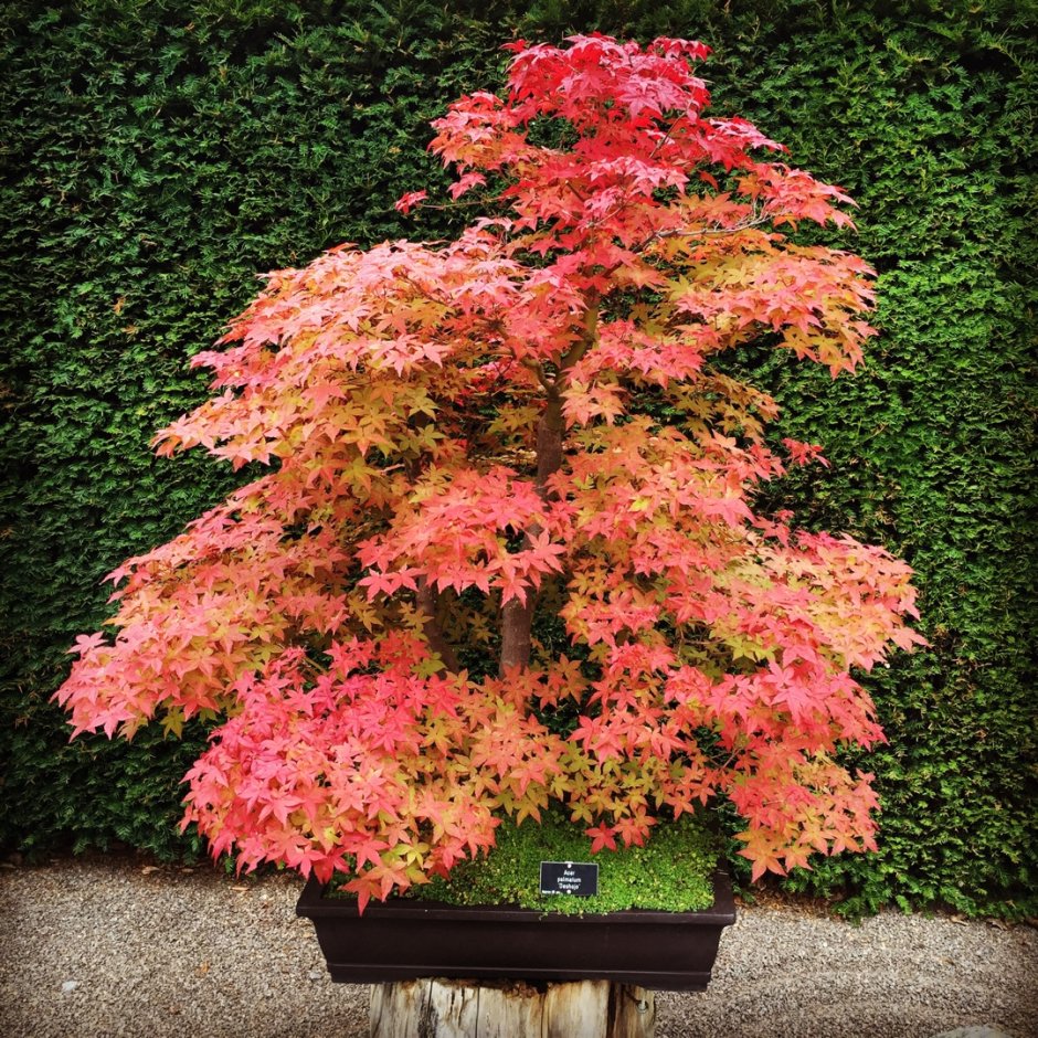 Клен дланевидный Acer palmatum
